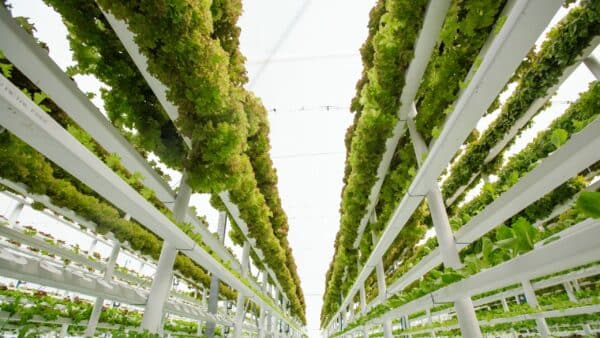 Vertical Farm