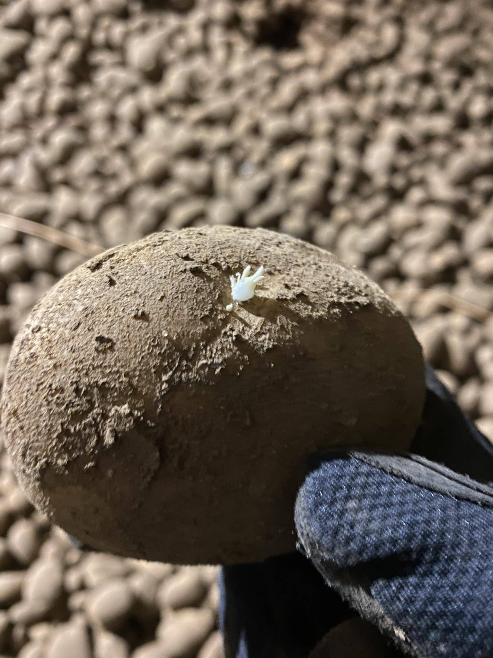 Ethylene treated potato