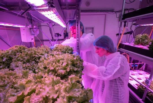 Vertical farming. Photo: Guy Ackermans