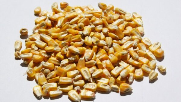 corn hybrids