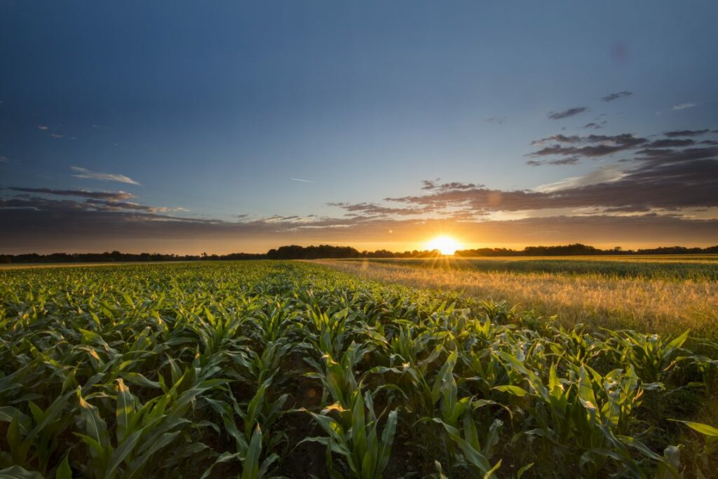 corn breeding