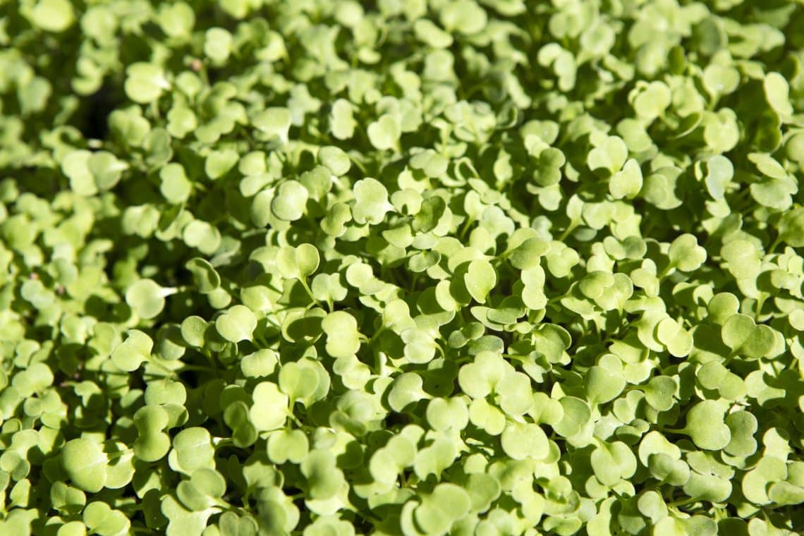 arugula varieties