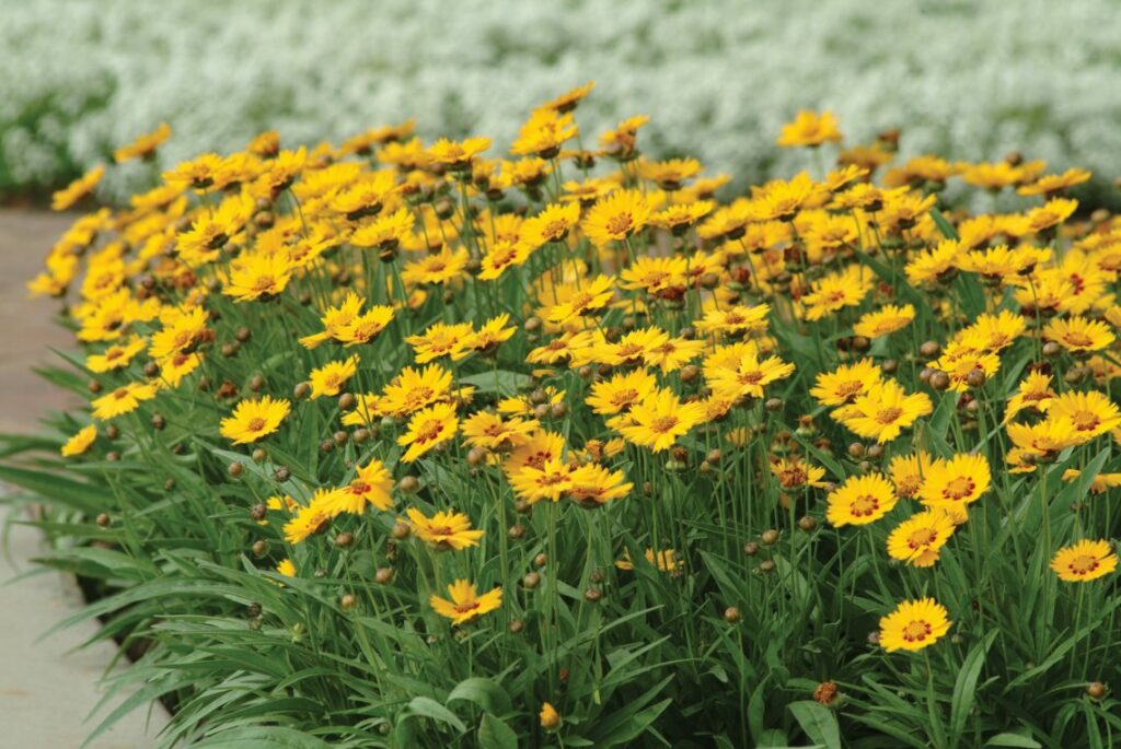 coreopsis