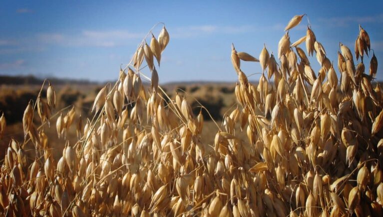 oat genome