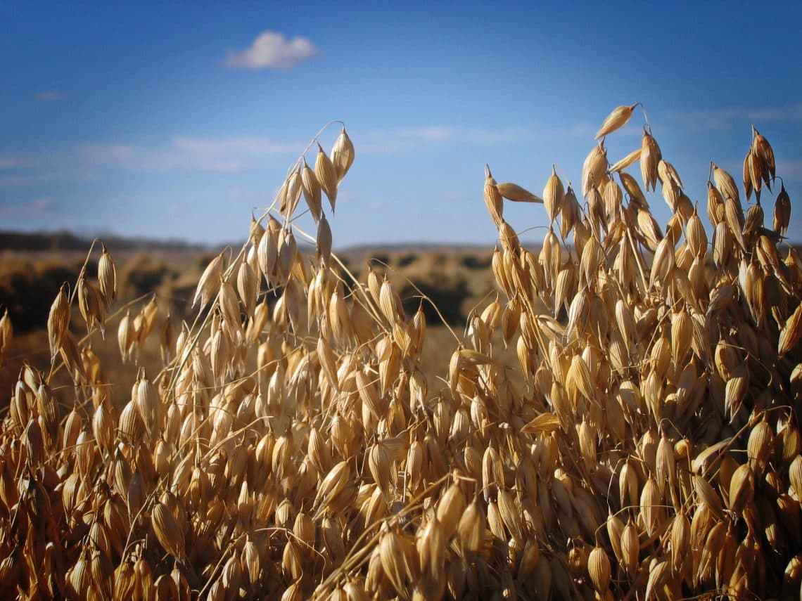 oat genome