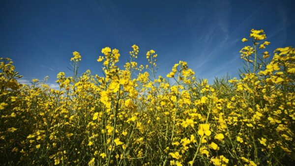 oilseed