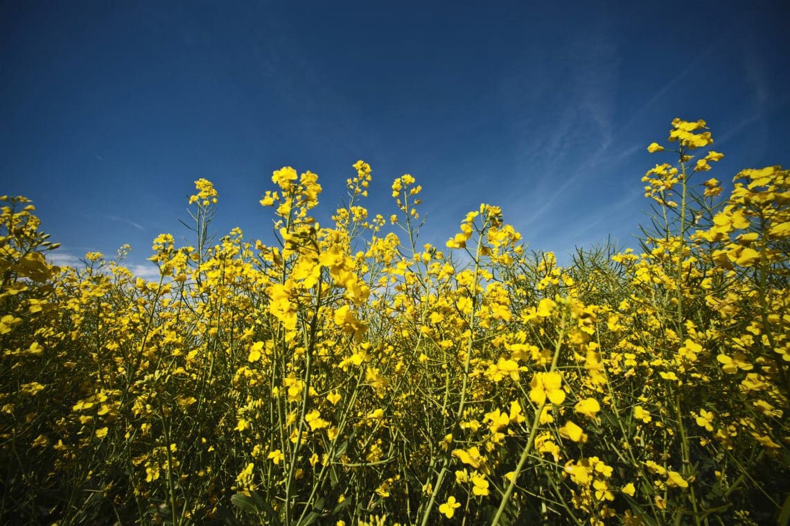 oilseed