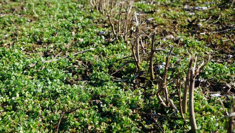 cover crops