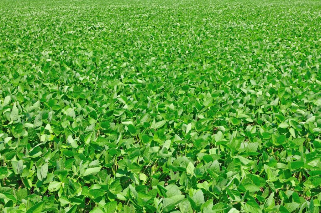 dicamba