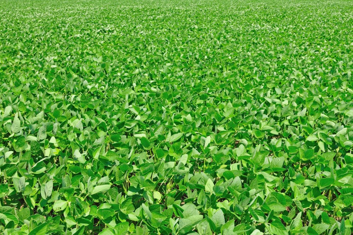 dicamba