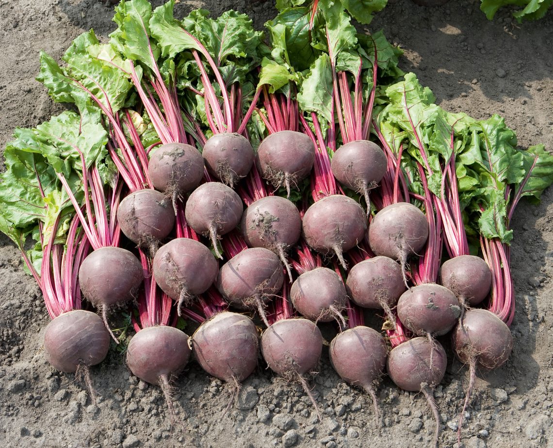 beet