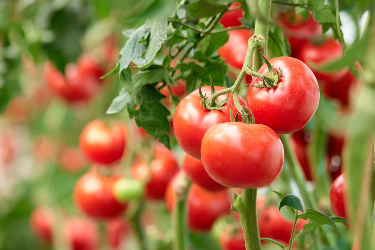 red tomatoes