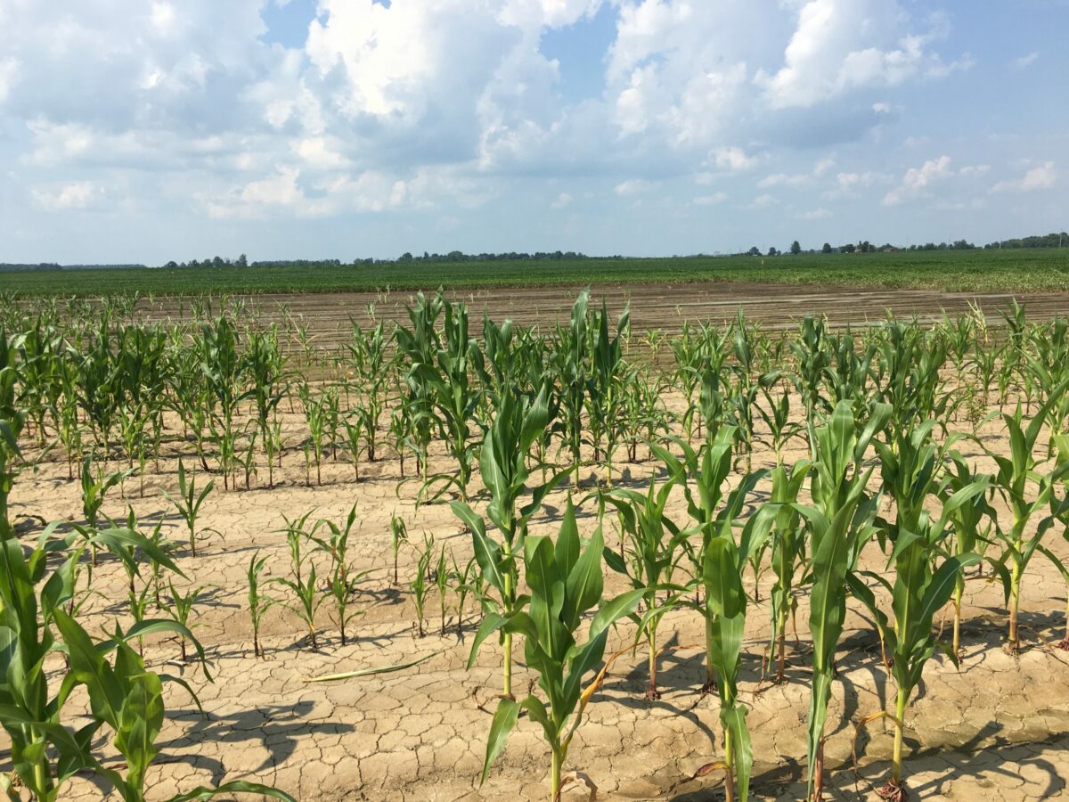Michigan State Launches Agricultural Climate Resiliency Program - Seed ...