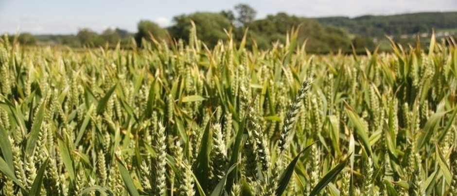 wheat genome