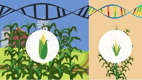 corn genetics