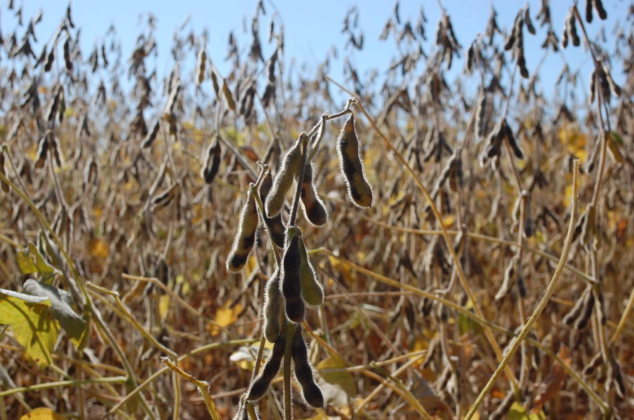 Soybean Field