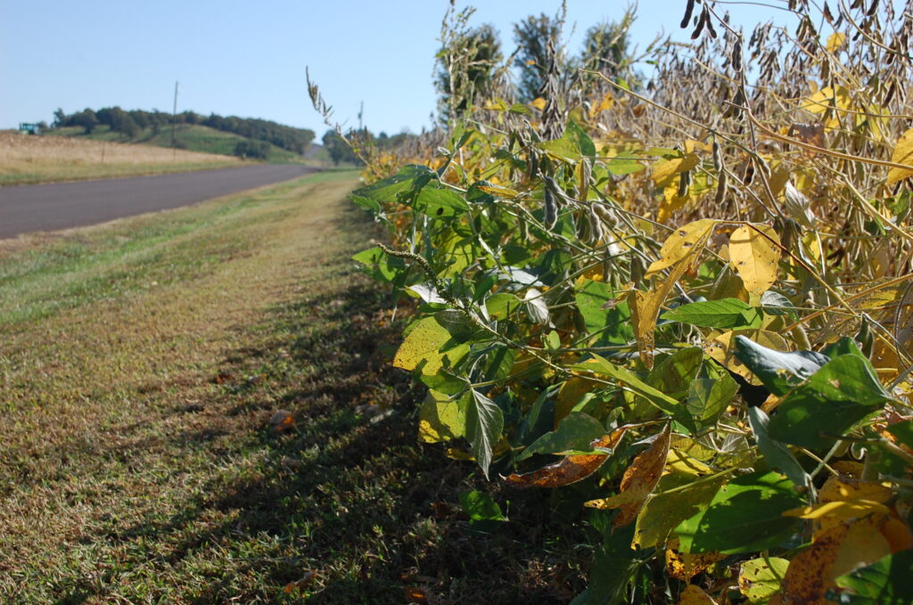 Soybeans dropping leaves