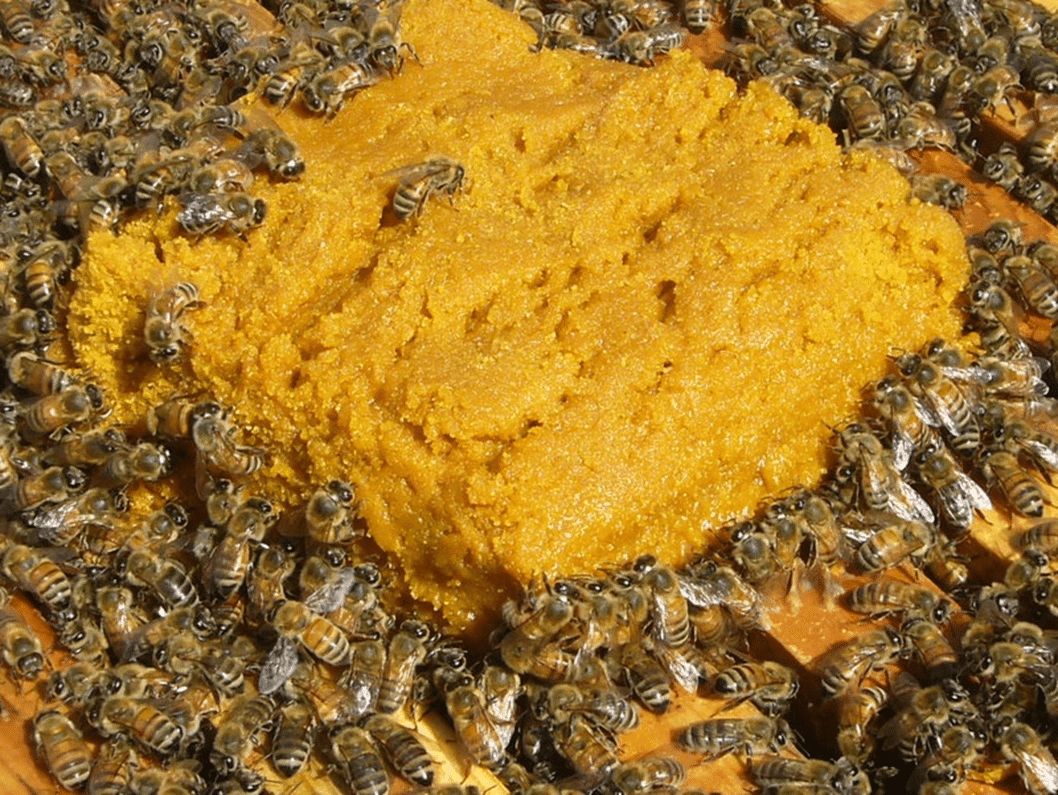 hive