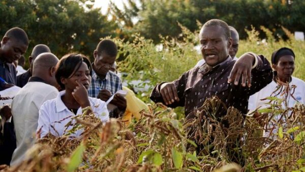 Handsome Chipeta, ICRISAT technician, describes the benefits of ICEAP-000557, the first medium-duration pigeonpea variety released in Malawi. Photo: Swathi Sridharan (ICRISAT)