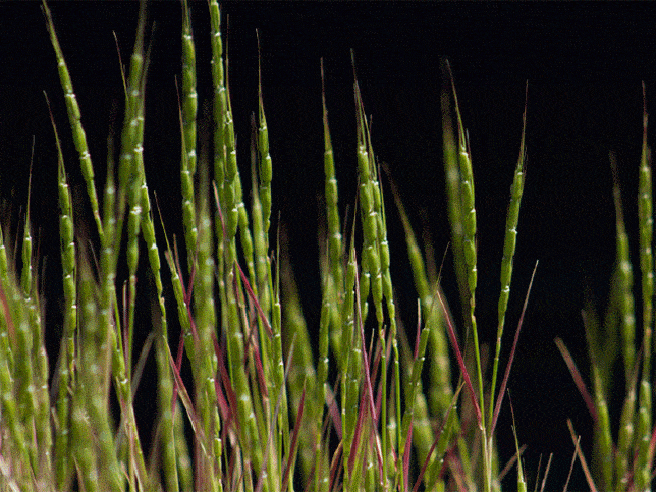 Aegilops tauschii