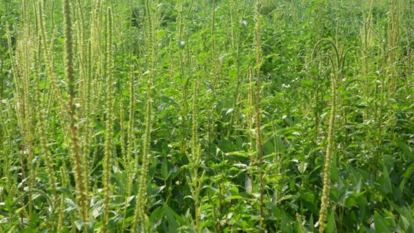 waterhemp