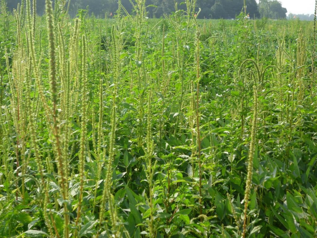 waterhemp