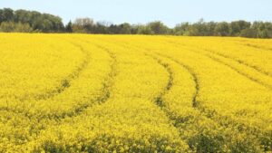 rapeseed, yellow field, farm