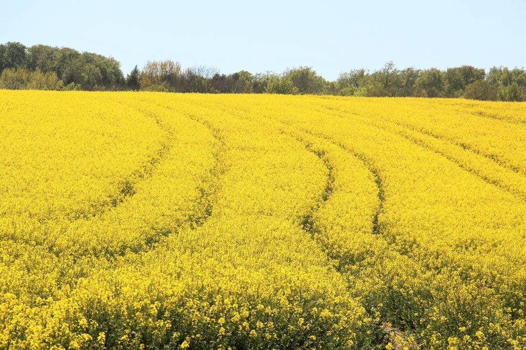 rapeseed, yellow field, farm