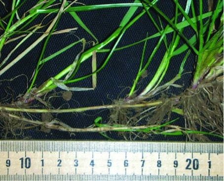Figure 2. Regenerating perennial ryegrass is a subspecies of perennial ryegrass that produces stolons. Above is the stolon of Lolium perenne subsp. stoloniferum. 