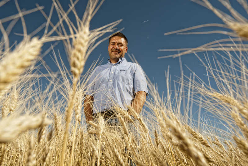 Curtis Pozniak, associate professor in the Crop Development Centre (CDC) and the plant sciences department, in one of his test fields near Saskatoon.