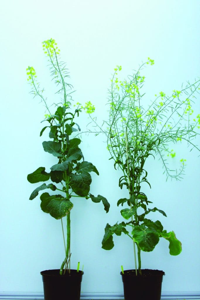 Figure 1. The wild-type oilseed rape plant (left) and the lodging-resistant oilseed rape plant (right).