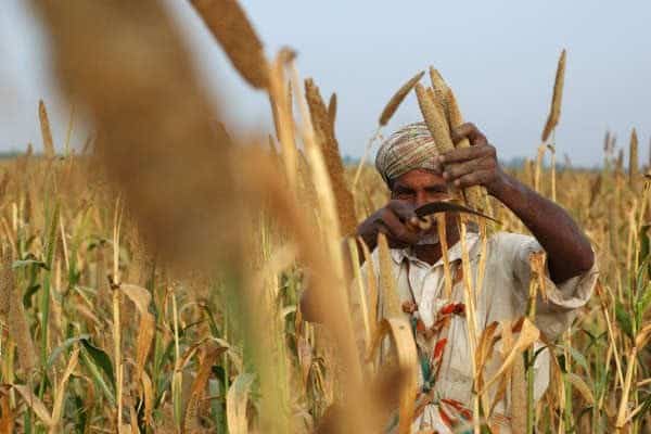 Varieties and environment key to successful cotton yields