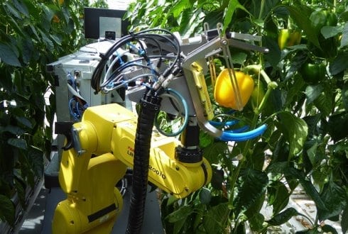 Sweet pepper sales harvesting robot