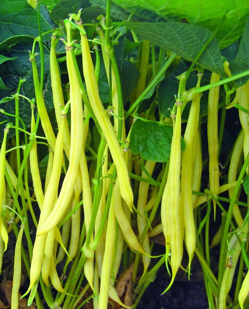 BAMAKO Extra fine Wax bean from Vilmorin.