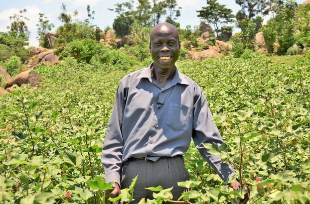Varieties and environment key to successful cotton yields