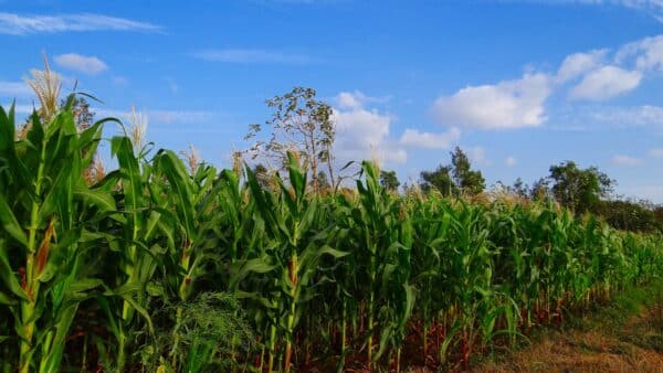 maize, field, crop, farm