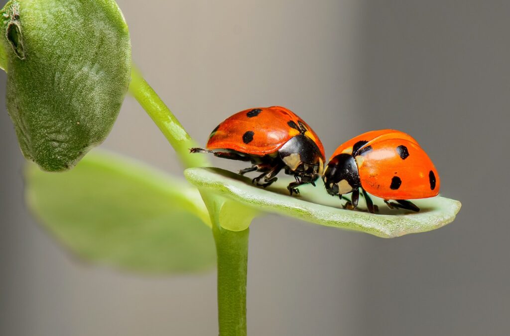 ladybugs, leaf, plant