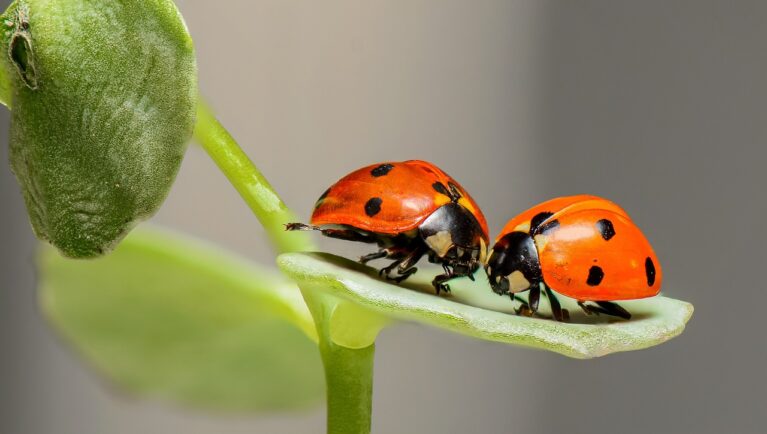 ladybugs, leaf, plant