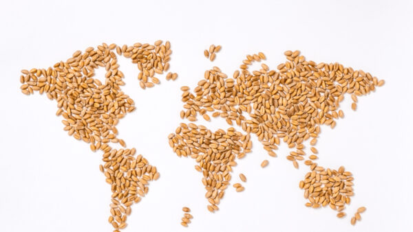 wheat, world map