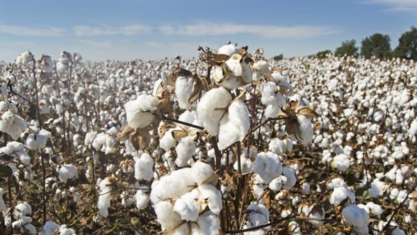 cotton field, crops, agriculture