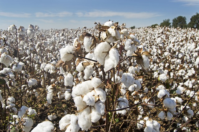 cotton field, crops, agriculture