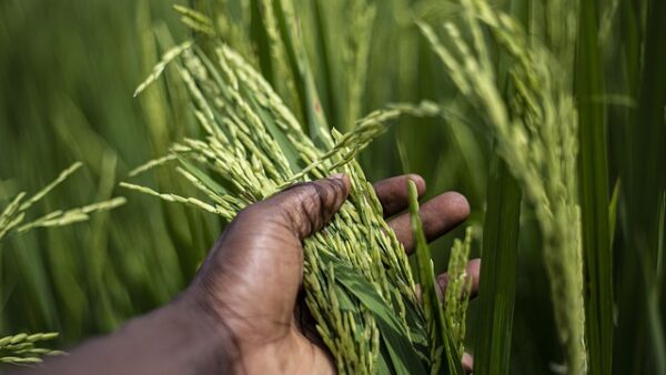 rice, plant in a hand