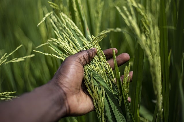 rice, plant in a hand