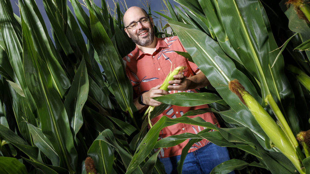 corn, man holding corn