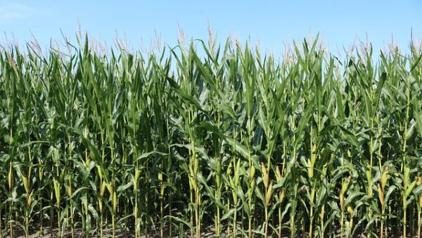 corn, corn field, farm