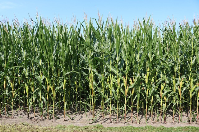 corn, corn field, farm