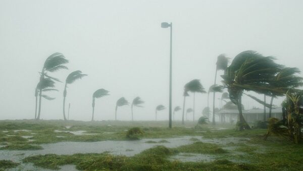 storm, hurricane, palm trees