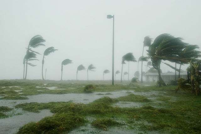 storm, hurricane, palm trees