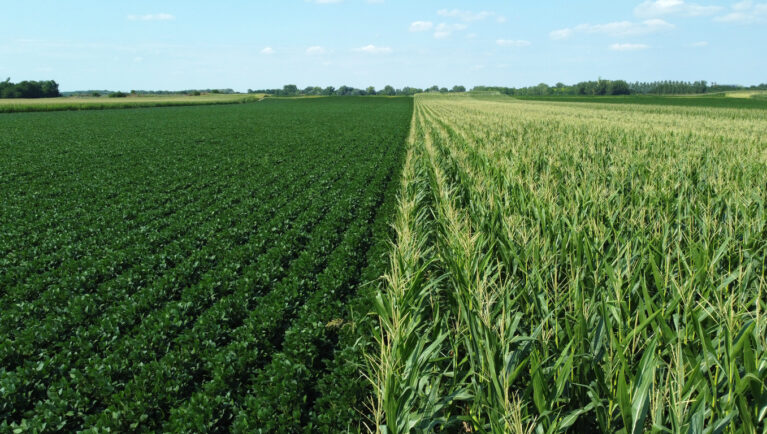 corn and soybeans