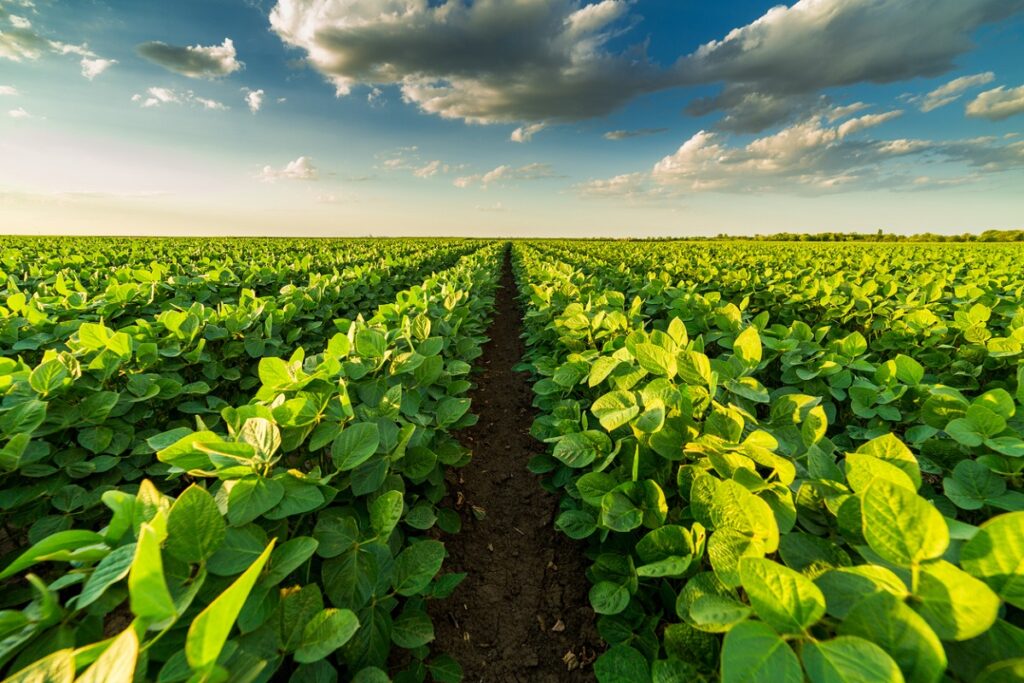 Midwest Crops Conference to Unveil 2025 Strategies for Boosting Yields